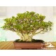 Kimeng (Ficus Microcarpha)